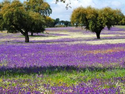 Casa De Campo "La Campanera" Constantina Bagian luar foto